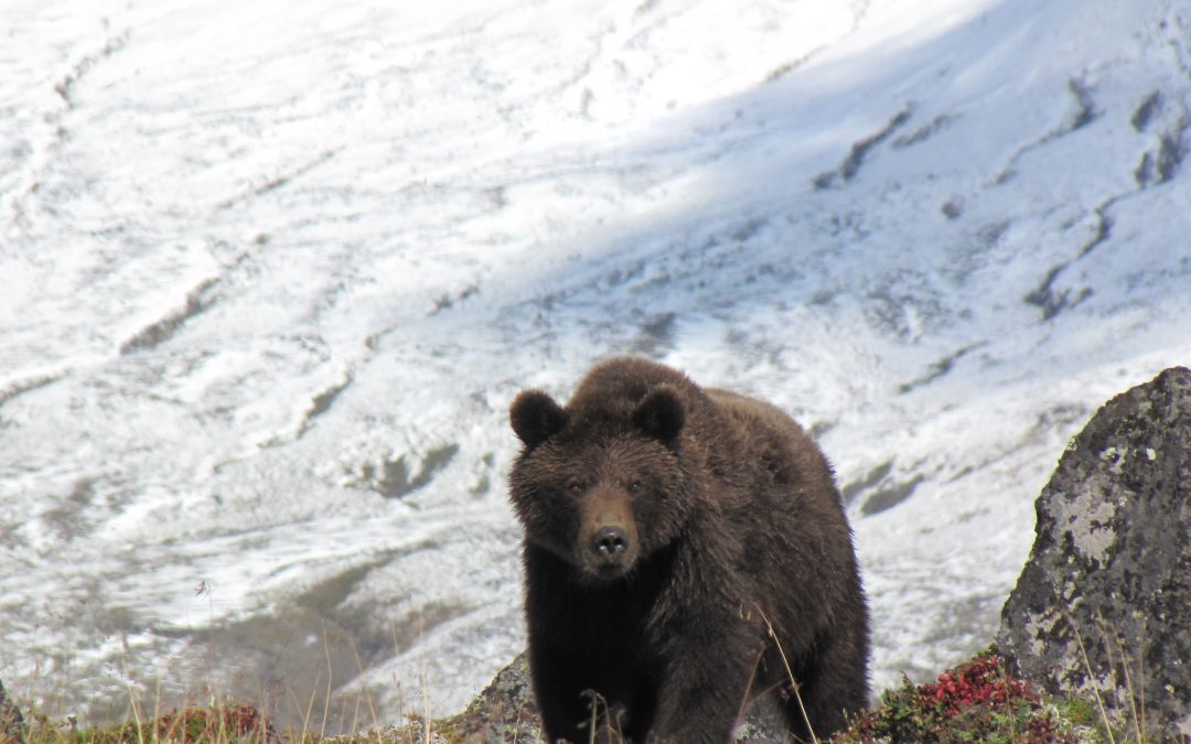 Kamtschatka: die fantastische Natur Erlebnis Reise zu den Bären und auf die Vulkane