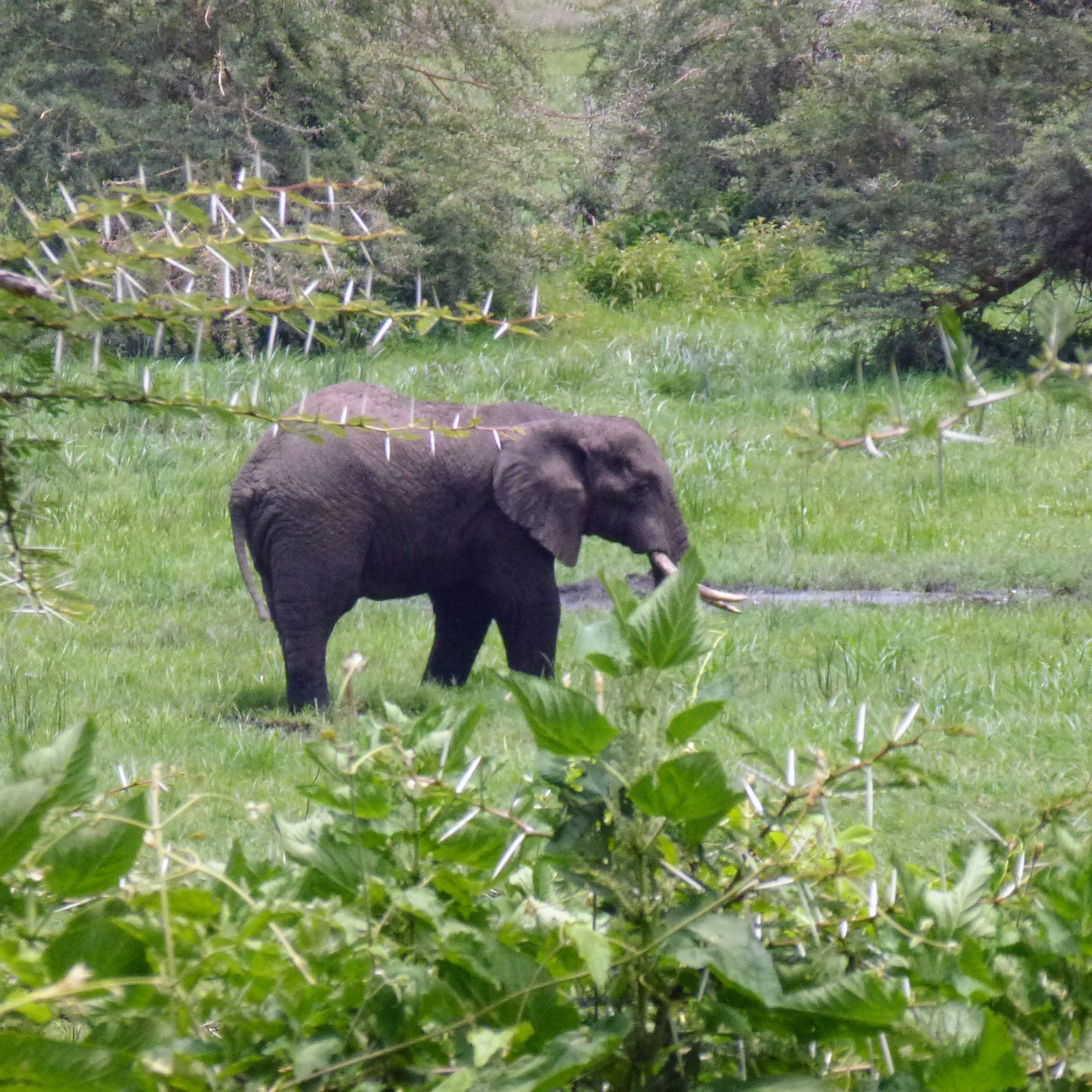 Elefanten und andere Wildtiere in freier Wildbahn beobachten ein unvergessliches Erlebnis