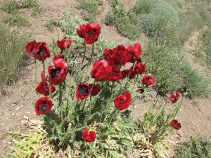 Abstieg (11)